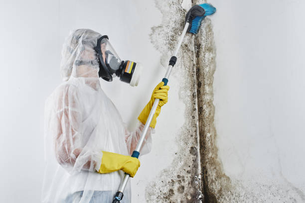 Best Mold Testing and Inspection Services in Gardner, MA