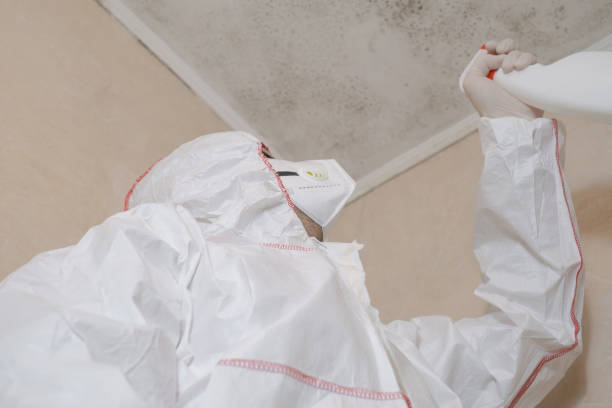 Best Black Mold Remediation in Gardner, MA